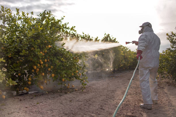 Best Rodent Control Near Me  in Falfurrias, TX