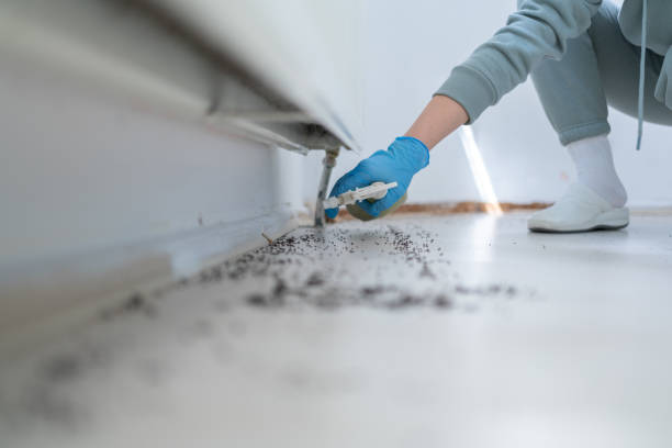 Insect Control in Falfurrias, TX